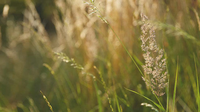 Foto van typische regionale grassen
